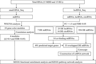 A Whole Transcriptome Analysis in Peripheral Blood Suggests That Energy Metabolism and Inflammation Are Involved in Major Depressive Disorder